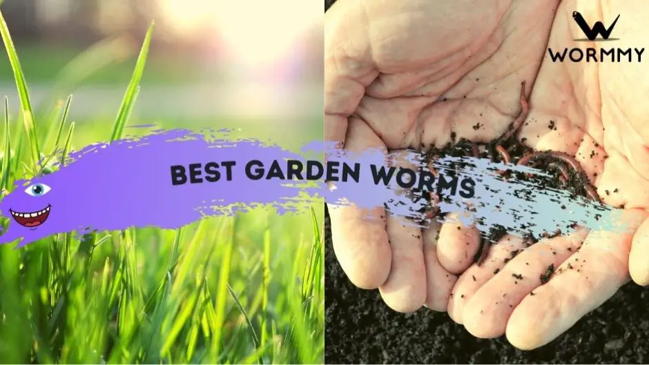 best garden worms blog banner
