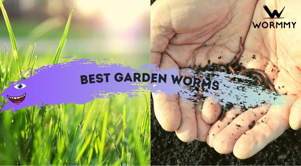 Best Garden Worms (Which Worm Species to Introduce to New Gardens?)