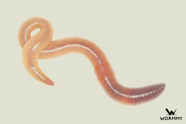 earthworm with clitellum