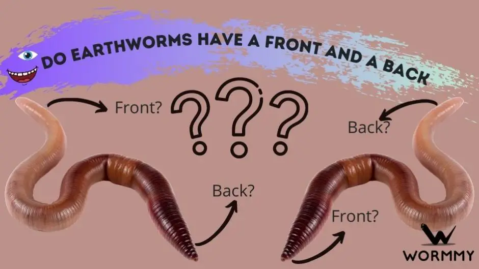 Do Earthworms Have a Front and A Back blog banner