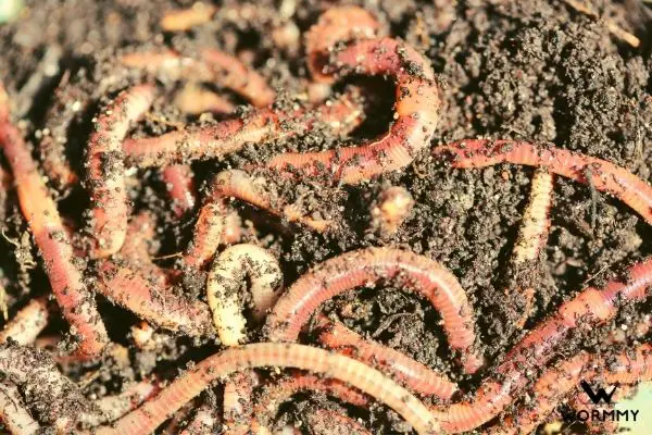 earthworms trying to protect themselves