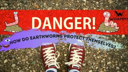 How Do Earthworms Protect Themselves blog banner
