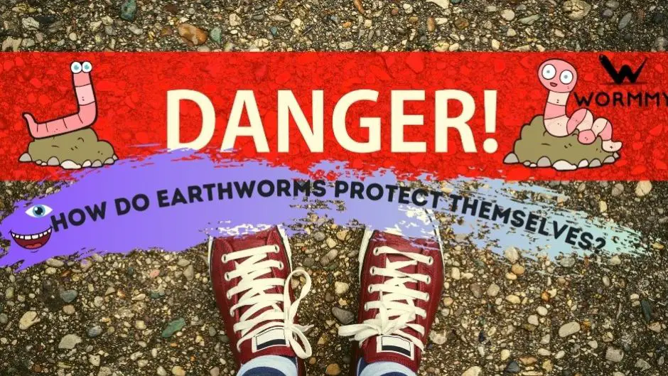 How Do Earthworms Protect Themselves blog banner
