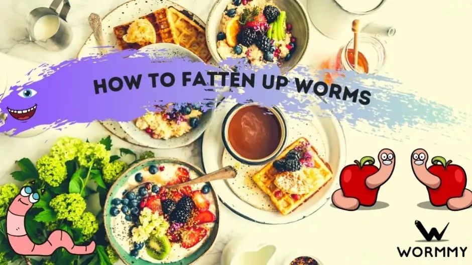 how to fatten up worms blog banner