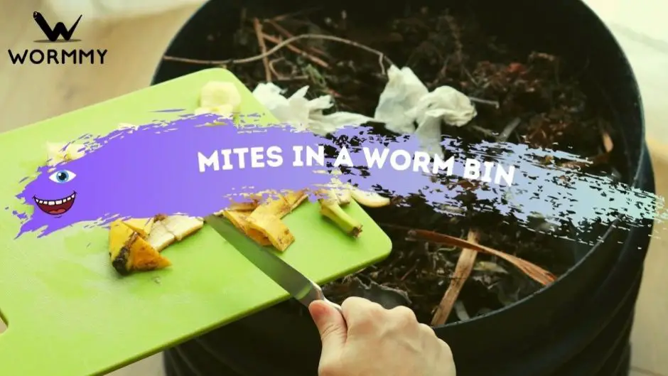Mites in a Worm Bin blog banner