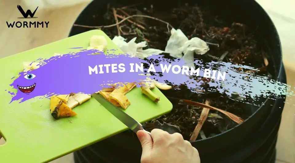 Mites in a Worm Bin (Why They Are There & Should You Be Concerned?)