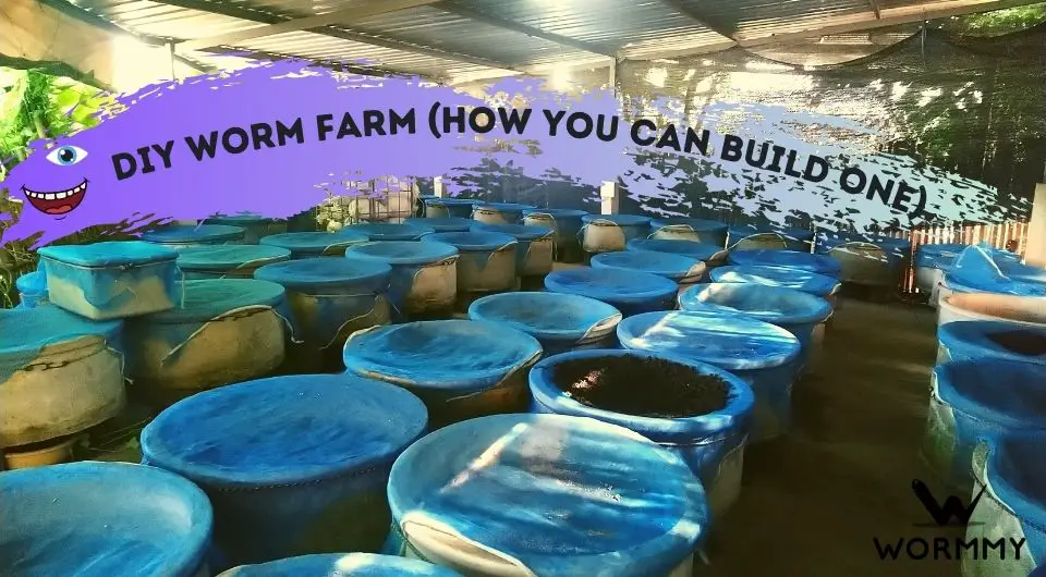 Diy Worm Farm How You Can Build One, Making A Worm Farm In Jar