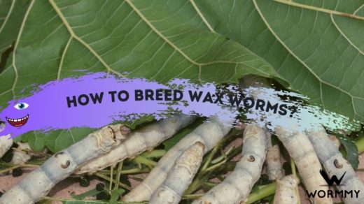 How to Breed Wax Worms blog banner