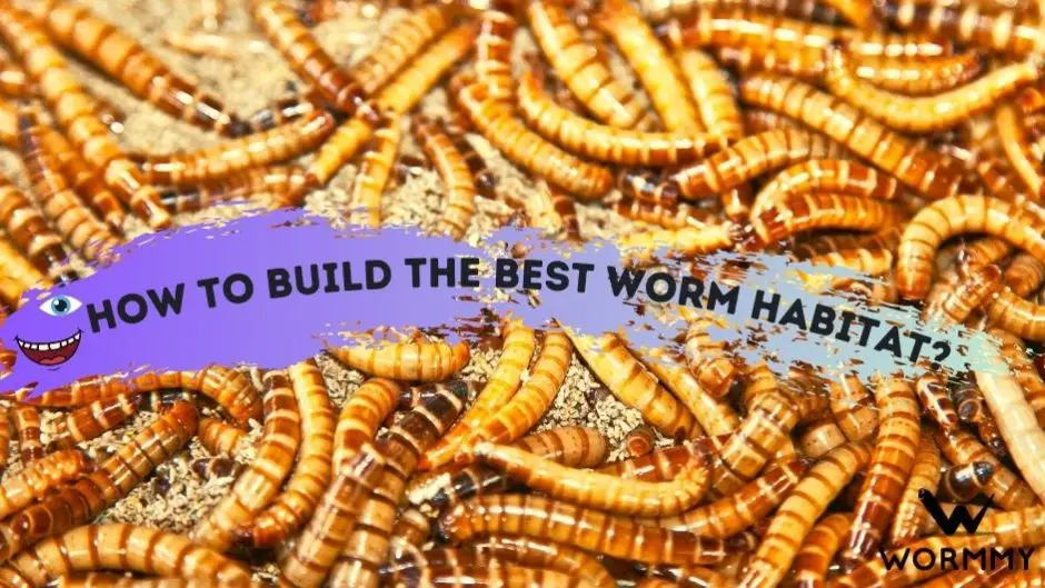 How to Build The Best Worm Habitat? (Easy Tips and Hacks)
