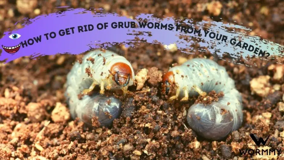 How To Get Rid Of Grub Worms From Your Garden A Detailed Guide