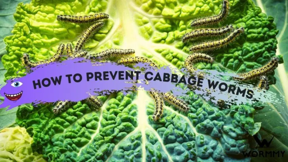 How to Prevent Cabbage Worms blog banner