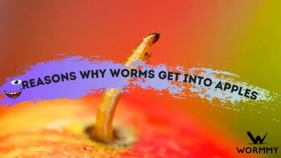 Reasons Why Worms Get Into Apples blog banner