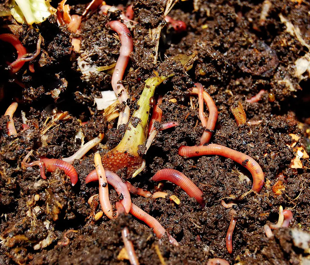 worms in soil feeding on scraps