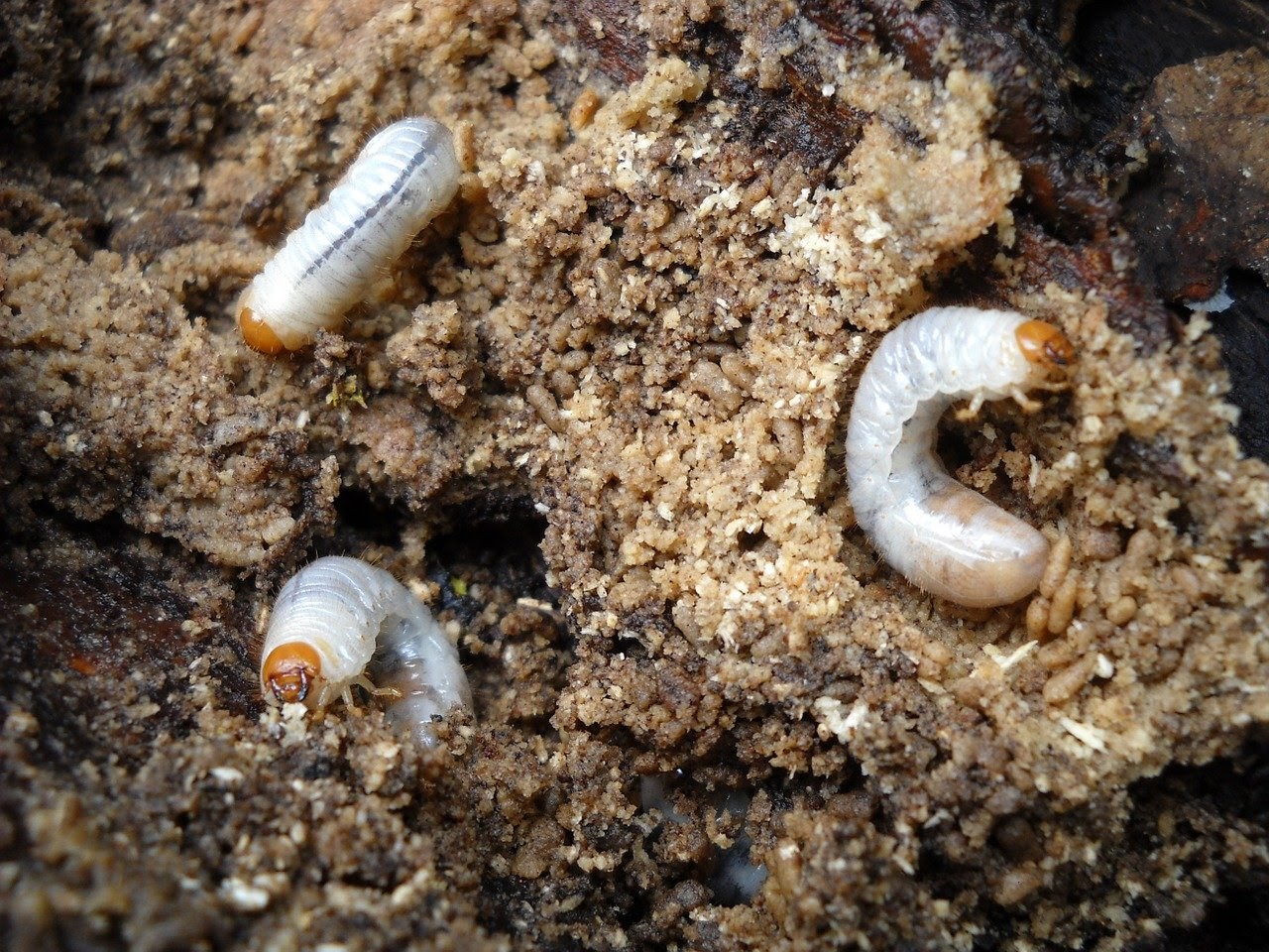 How To Get Rid Of Grub Worms From Your Garden A Detailed Guide