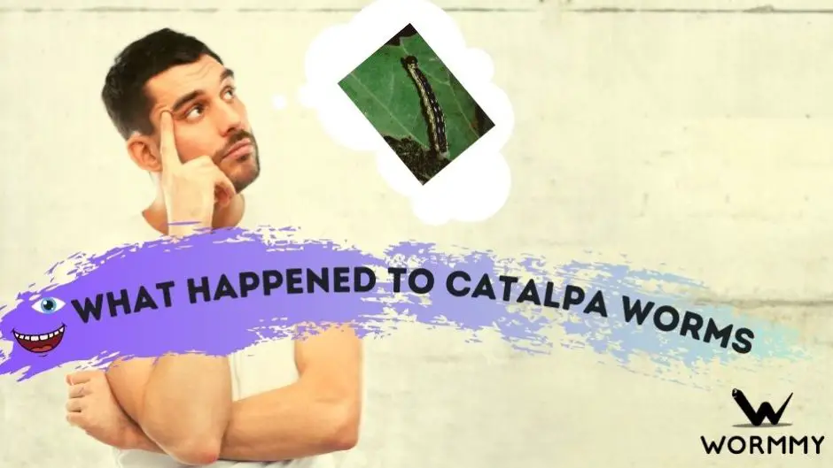 What Happened to Catalpa Worms blog banner