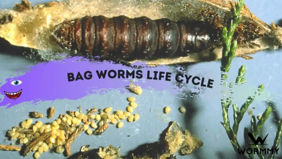 Do Worms Eat Paper? (Cardboard, Newspaper & Towels Explained)