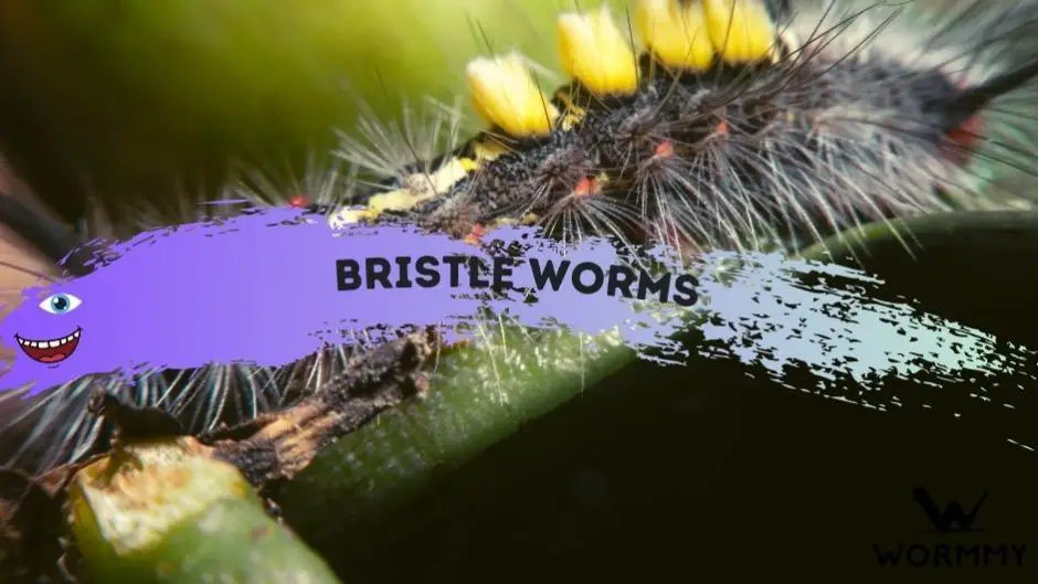 Bristle Worms blog banner