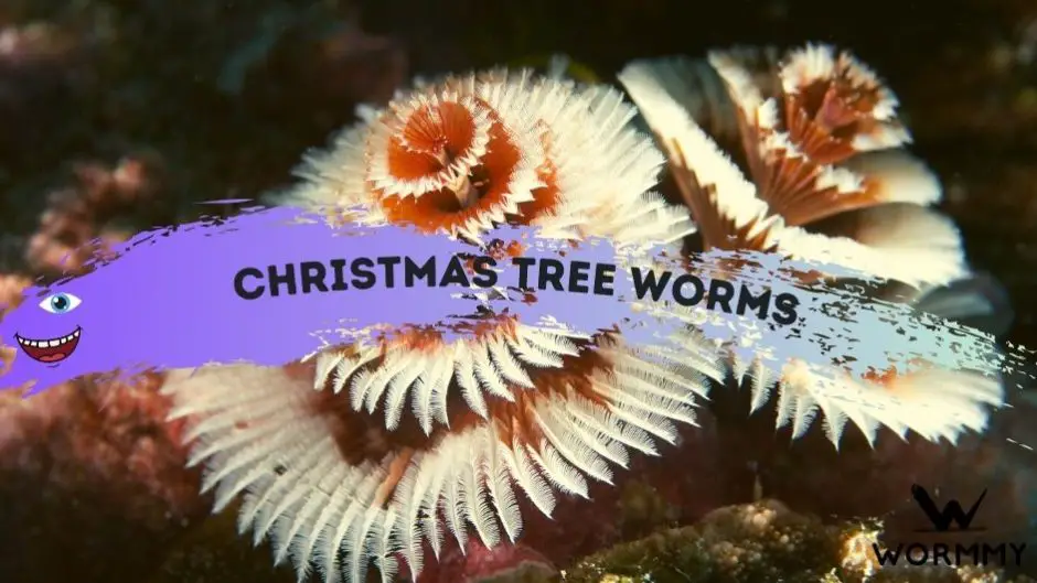 Christmas Tree Worms Facts About this Cool Aquatic Worm