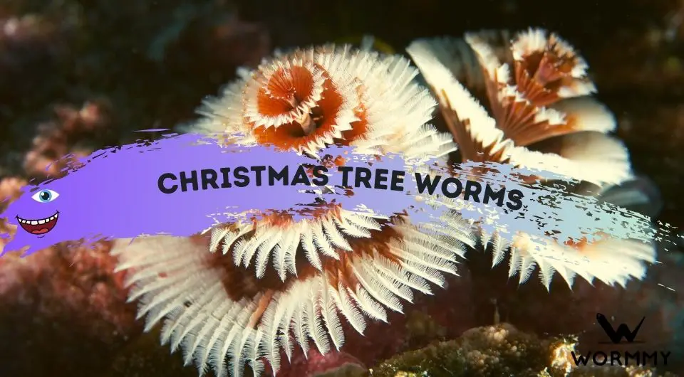 Christmas Tree Worms Facts About this Cool Aquatic Worm