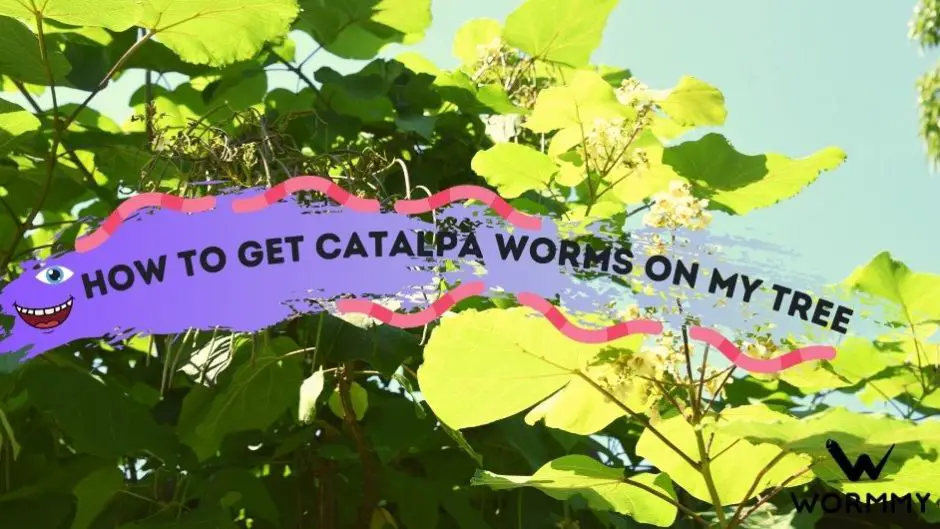 How To Get Catalpa Worms on Your Tree blog banner