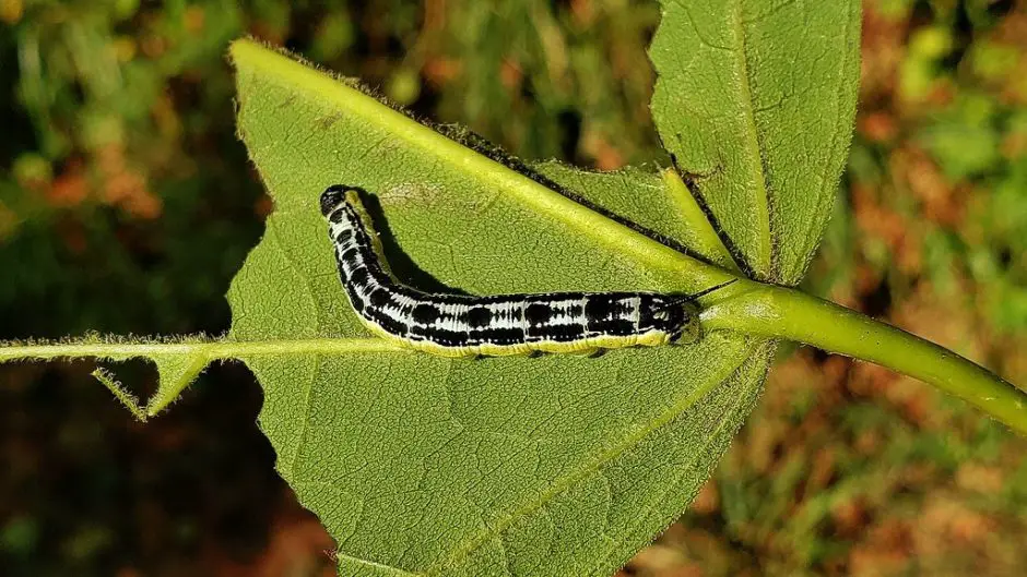 What Happened to Catalpa Worms? (And Where to Find Them!)