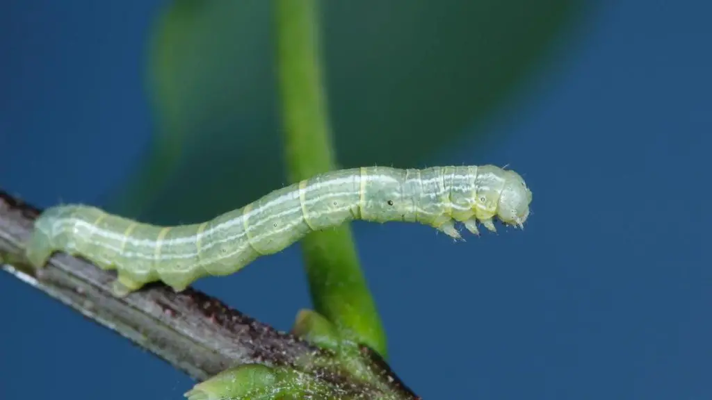 How To Get Rid Of Little Green Worms Hanging From Trees