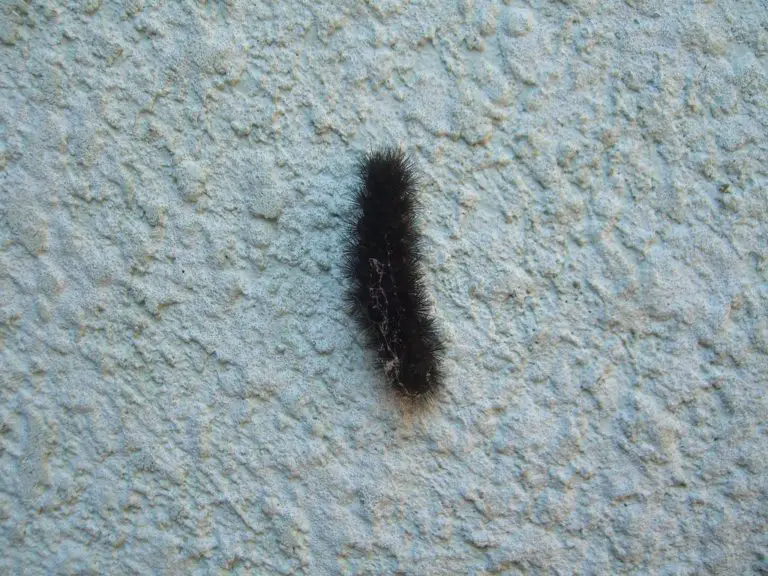 What does a Black Wooly Worm Mean? (Can it Predict Winter?)