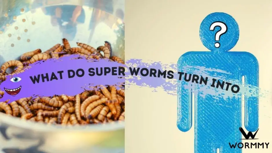What Do Superworms Turn Into blog banner