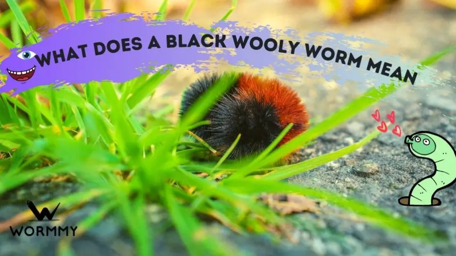 What does a Black Wooly Worm Mean? (Can it Predict Winter?)