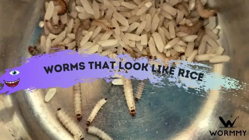 what-are-the-rice-looking-worms-in-cats-at-brett-hamilton-blog