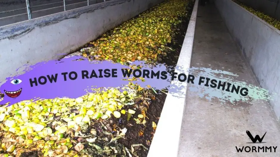 A Guide To Breeding and Raising Worms For Fishing blog banner