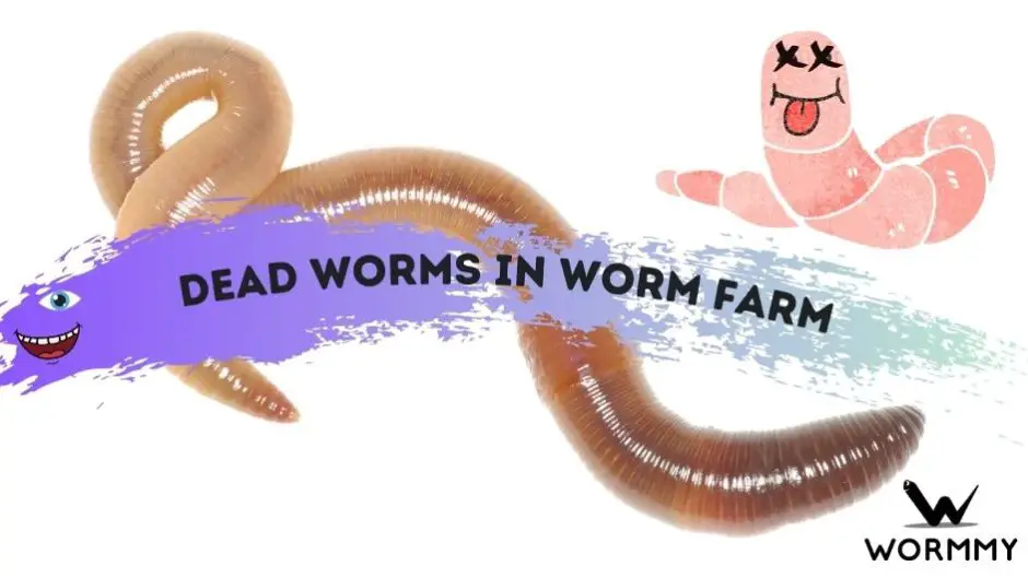 Dead Worms in Worm Farm (Why Are My Worms Dying?)