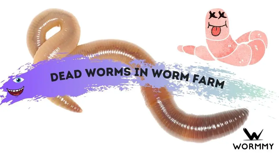 Dead Worms in Worm Farm (Why Are My Worms Dying?)