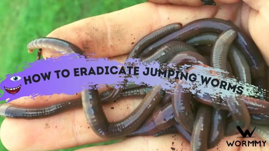 How to Get Rid of and Eradicate Jumping Worms blog banner