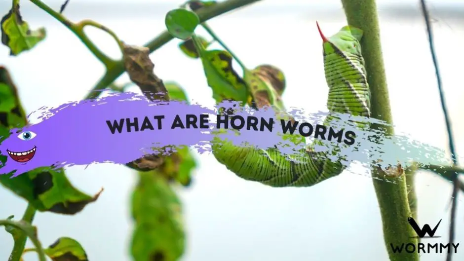 Everything You Need To Know About Horn Worms blog banner