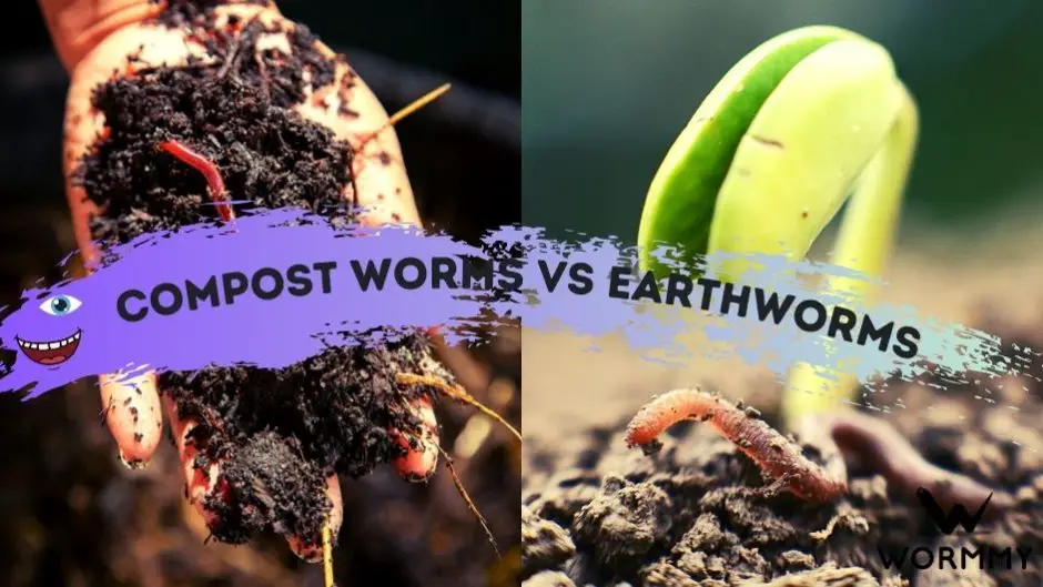 Compost Worms vs Earthworms (What's the Difference?)