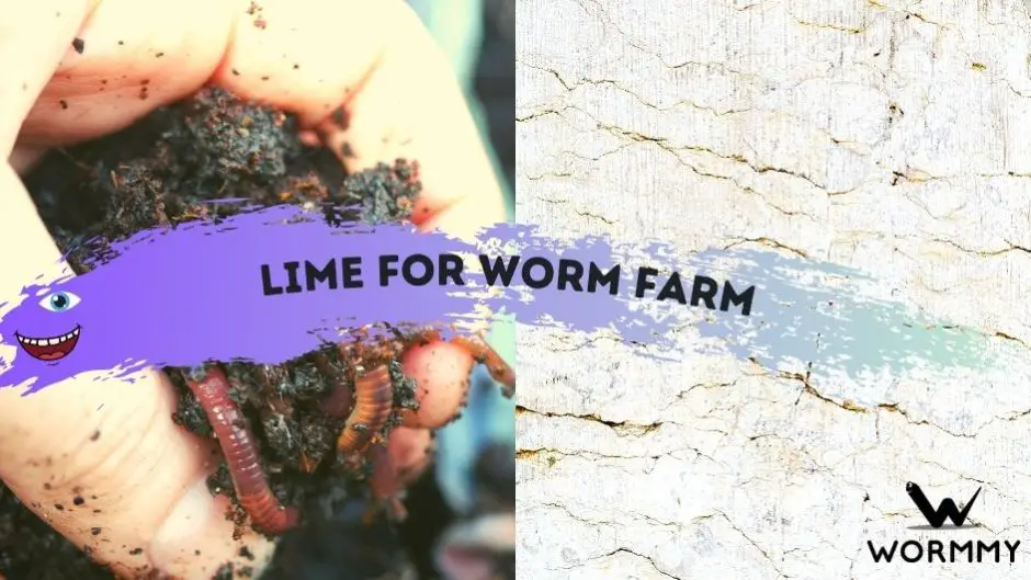 Lime For Worm Farm featured image