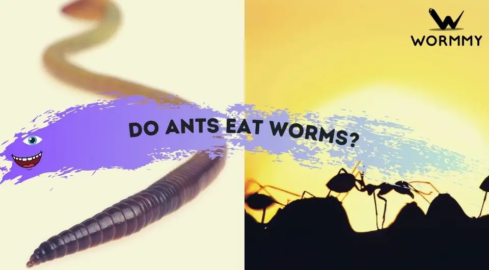 Do Ants Eat Worms? (Which Species Harm Earthworms)