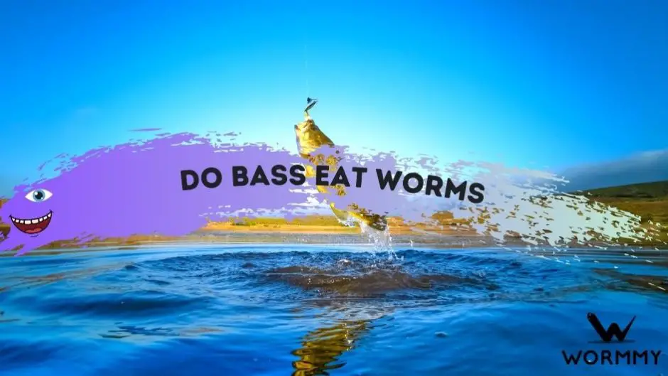 Do bass eat worms blog banner