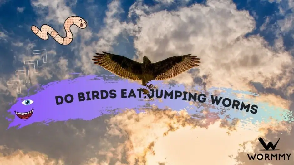 do birds eat jumping worms featured image