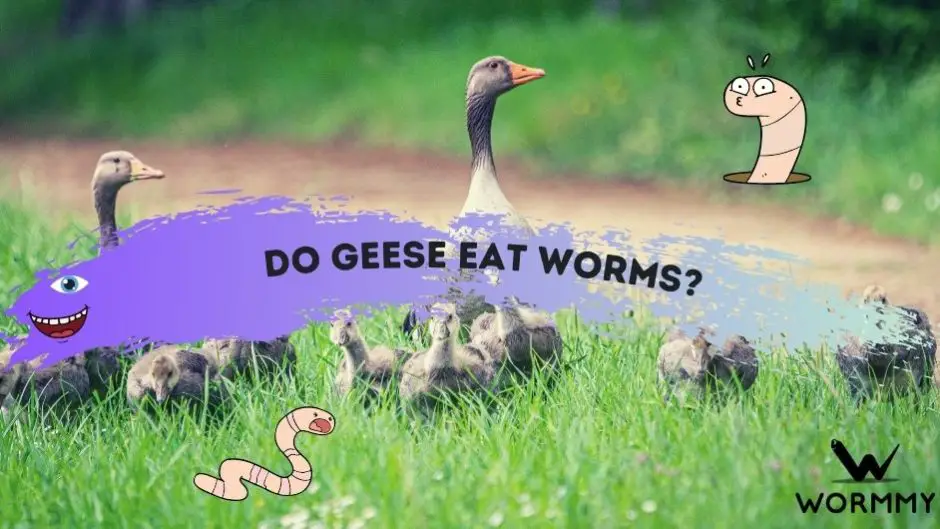 do geese eat worms featured blog image