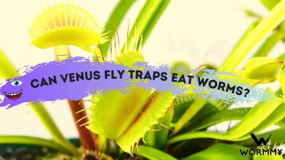 Can Venus Fly Traps Eat Worms? (Earthworms, Mealworms, Bloodworms & More)