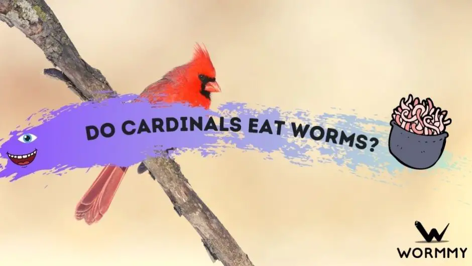 Do Cardinals Eat Worms blog banner