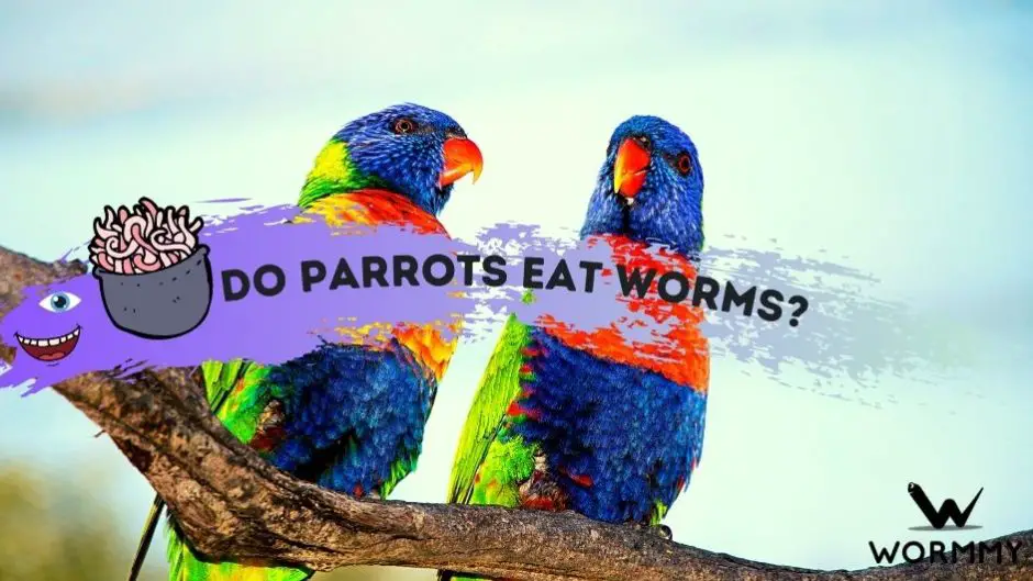 Do Parrots Eat Worms and Mealworms blog banner