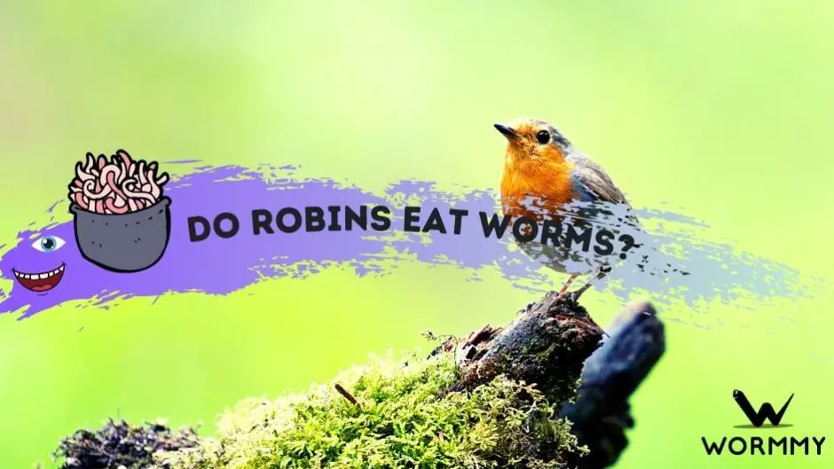 Do Robins Eat Worms? (The Benefits, Why, and How Many Per Day)