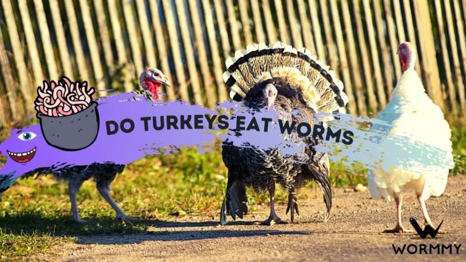 Do Turkeys Eat Worms blog banner
