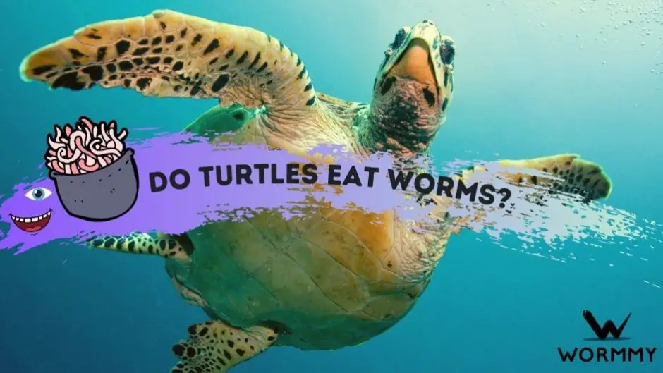 Do Turtles Eat Worms? (snapping, Box And Painted Turtle Species)