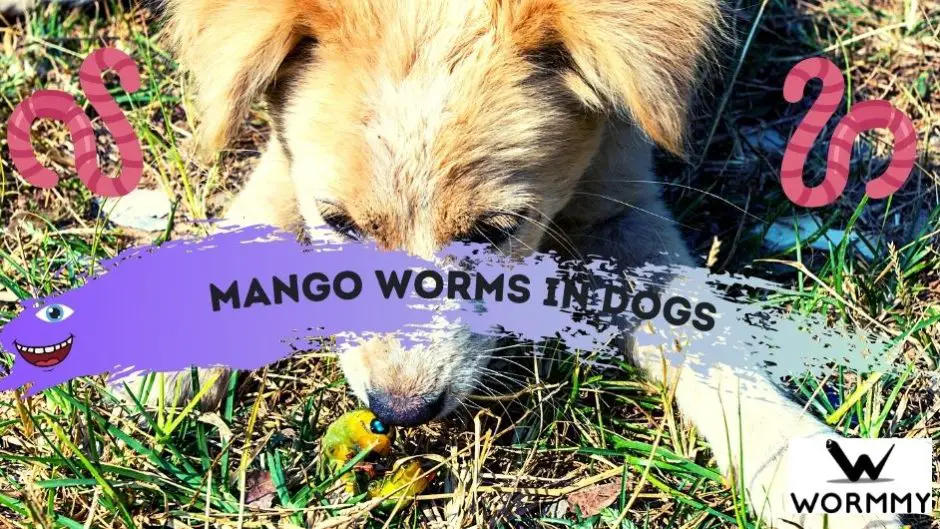 are mango worms painful for dogs