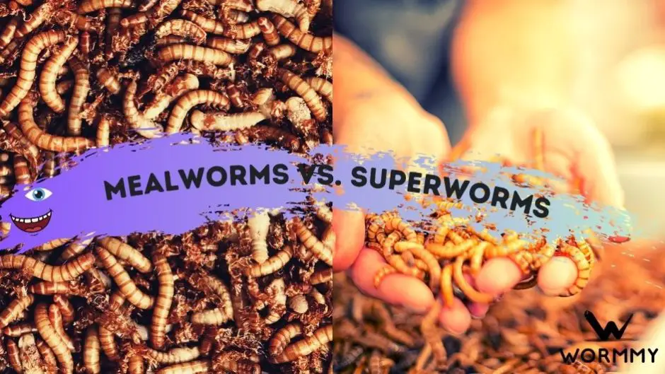 Mealworms vs. Superworms (The Difference?) ANSWERED