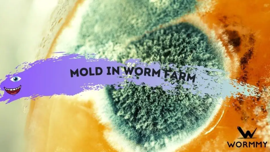Mold in Worm Farm Is a Moldy Worm Bin Harmful? (What to Do)
